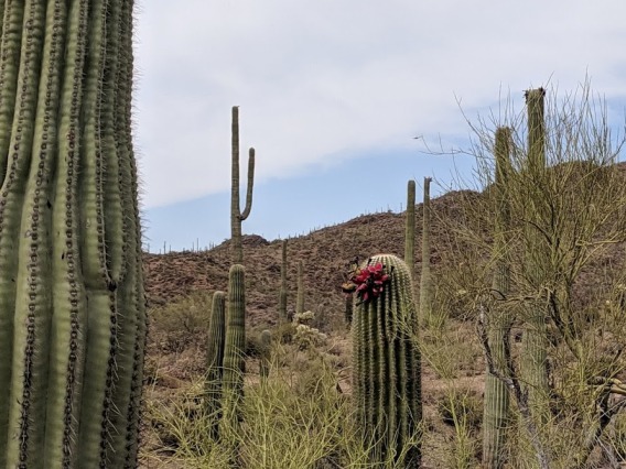 Photo of Sonoran Desert with Sahuaro cactus with fruit