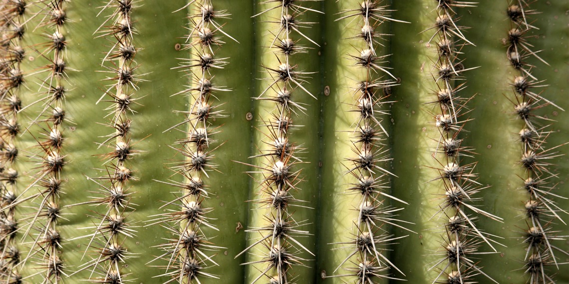 A closeup of a Saguaro cactus.