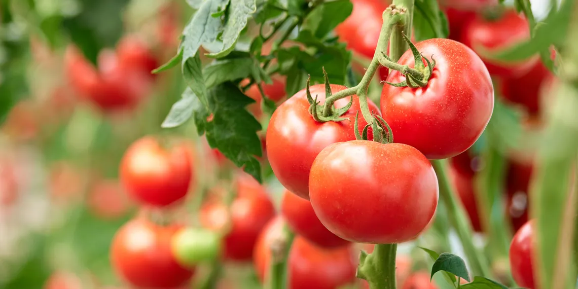 Tomatoes on the vine